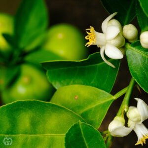 French Lime Blossom Κερί σόγιας - Image 3